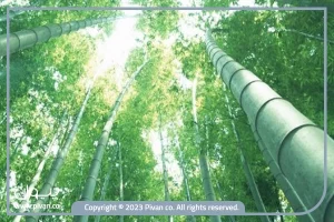 پیوان | Pivan - حقایق جالب و کاربردی در مورد گیاه بامبو