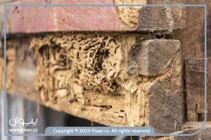 پیوان | Pivan - نگاهی دقیق به پوسیدگی چوب | معرفی انواع و راه حل‌های جلوگیری از آن
